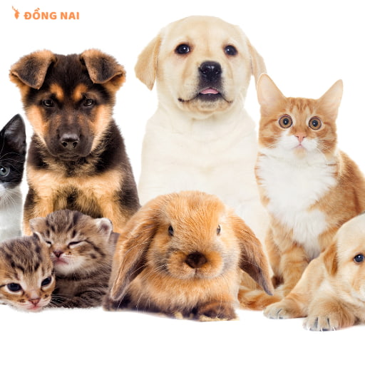 Lợi ích khi nuôi thú cưng