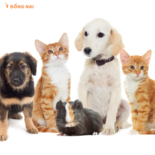 Tác động khi nuôi thú cưng